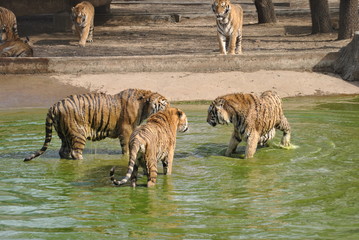 Fototapeta na wymiar Tigers in the water in Harbin, China