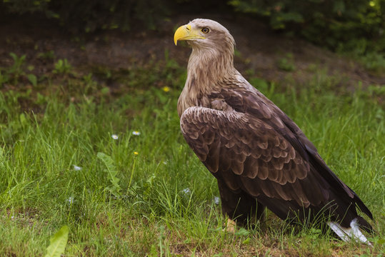 white tail eagle standing in the grass