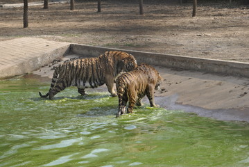 Obraz na płótnie Canvas Tigers in the water in Harbin, China