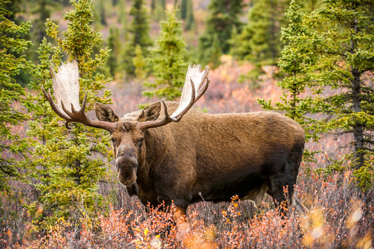 Moose in forest