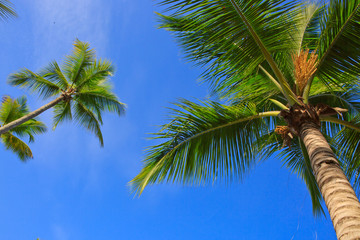 Naklejka premium Palm trees and blue sky.