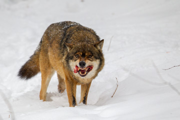 Naklejka premium Wolf (Canis lupus) im Winter im Tier-Freigelände im Nationalpark Bayrischer Wald, Deutschland.