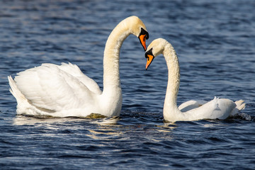 Obraz premium Liebesakt Paarung der Schwäne