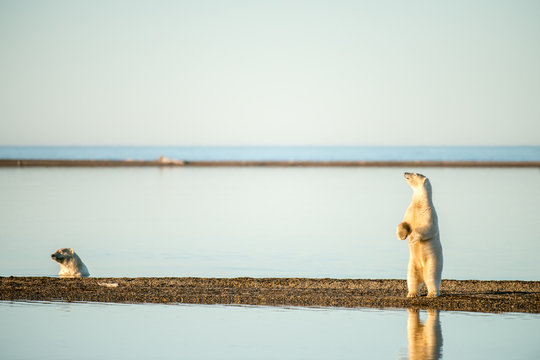 Polar bears at shore of bay