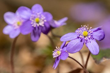 Der Frühling hält Einzug im Wald blühende Anemonen