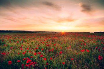 flowering poppy flowers in the field in warm weather at sunset in the summer