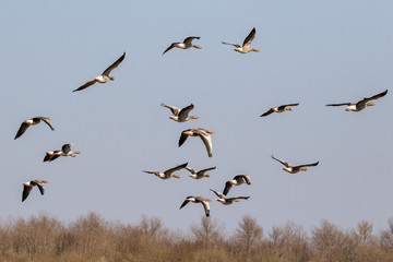 Schwarm Gänse im Flug