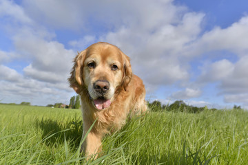 Dog golden retriever moving forward of face in a field 