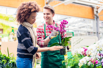 Cheerful handsome vendor showing to a customer a beautiful potted pink orchid for sale in a modern flower shop with various houseplants