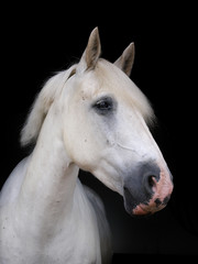 Obraz na płótnie Canvas Horse Headshot