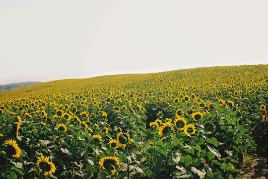 Beautiful yellow sunflower field at sunrise in France, peace in nature