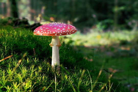 Fly Agaric (Amanita muscaria) poisonous mushroom in forest