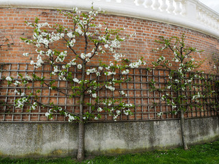 Blooming apple trees espaliered against ancient brick wall.