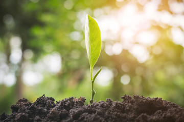The seedling green sprout are growing in the soil with green bokeh background. Jackfruit seedling. The concept of nature growth, Business growth, Afforest, World environment day.