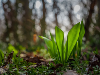 Bear Garlics -  Allium Ursinum - in the forest. Natural medicine. Backlight. Close up.