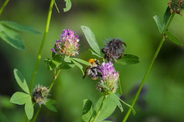 Hummel im Klee