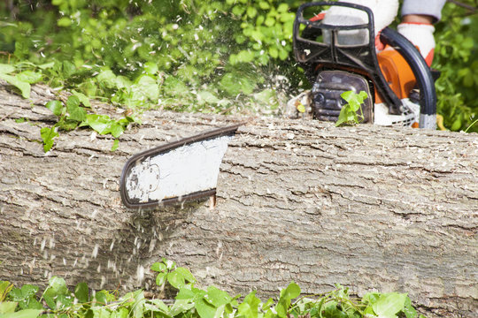 Cutting Tree Log with Chainsaw