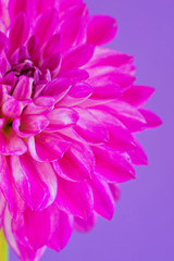 Image of the flower dahlia on purple background