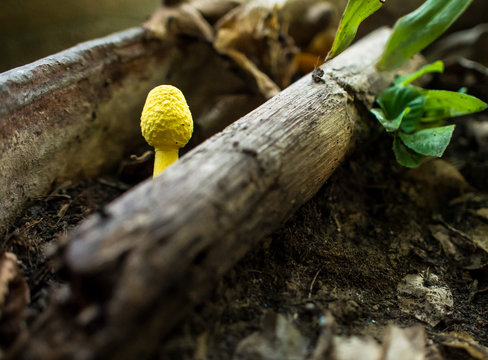 Strange yellow mushroom Pop up After rain sprinkled the ground moist. Potted plants