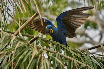 hyacinth macaw on a palm tree in the nature habitat, wild brasil, brasilian wildlife, birding, biggest parrot, blue magic, palm nuts, blue © photocech