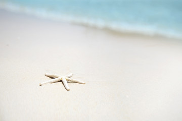 Starfish on the beach sand and blur sea background, Concept summertime on beach