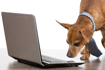 brown dog with a tie is looking at an open laptop, on a white background, concept business and finance