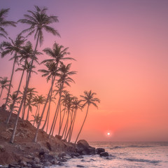 Silhouette of palm trees and shore during sunset