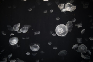 Common jellyfish (Aurelia aurita) on Dark Background.