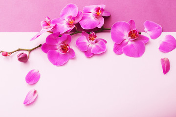Naklejka na ściany i meble the beautiful orchid flowers