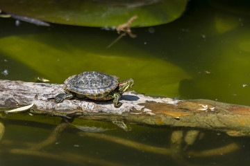 large and small pond turtles sunning themselves on a branch