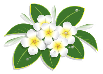 bouquet plumeria and water drop on white background, vector illustration