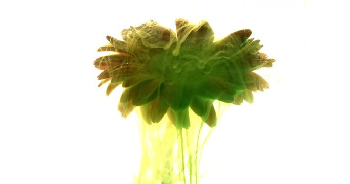 Green and yellow ink spraying on beautiful flower on white background shooting with 4k high speed camera.