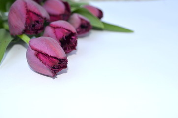 Фиолетовые бахромчатые тюльпаны Curly Sue на белом фоне