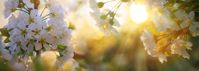 Naklejka premium Sunbeams on cherry blossoms.
