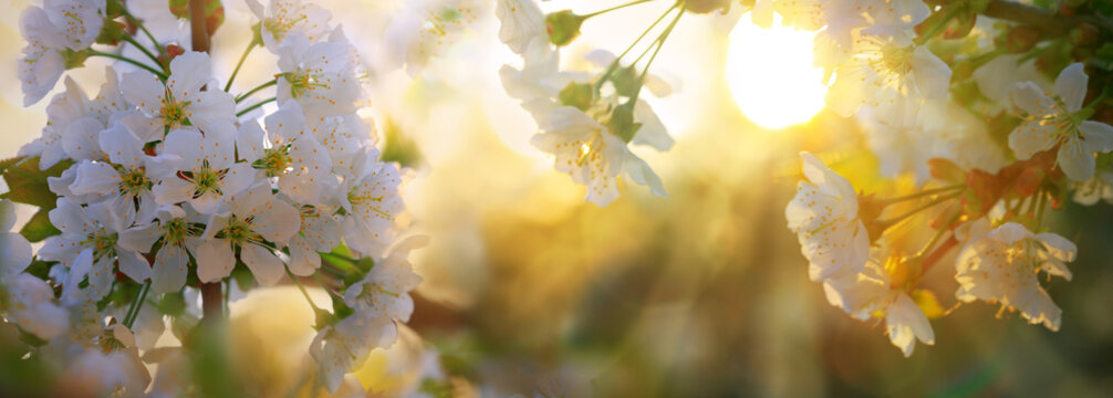 Sunbeams on cherry blossoms.