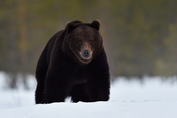 Brown bear on snow early at spring after hibernation