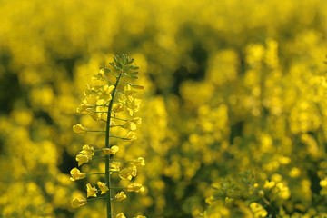 Obraz premium Rape is a yellow-coloured plant which produces oil