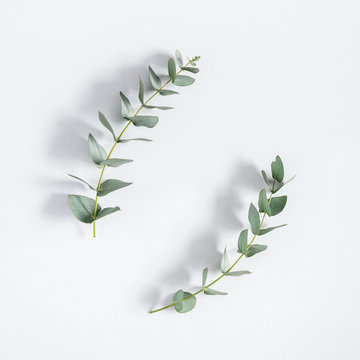 Eucalyptus branches on pastel gray background. Flat lay, top view, square, copy space