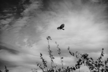 eagle flying above the trees