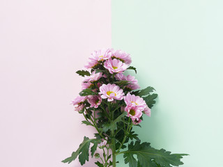 Bouquet  of pink chrysanthemum flowers on a green and pink background, top view