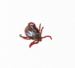 mite on white background