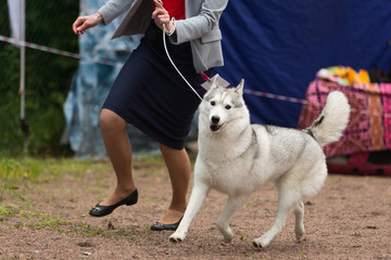 Siberian husky at a dog show