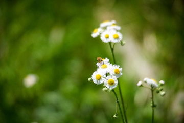 ハルジョオンの花と蜂