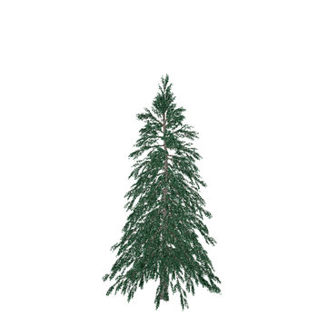 Abies tree. Isolated on white background. Vector illustration.