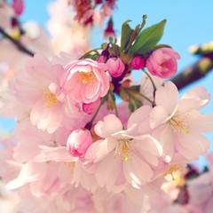 Frühling - Japanische Kirschblüten - Grußkarte 