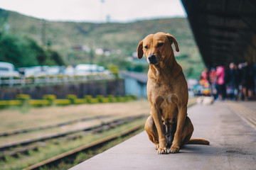 Hund wartet einsam am Bahngleis - obrazy, fototapety, plakaty