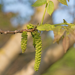 Männliche Blüten vom Walnussbaum