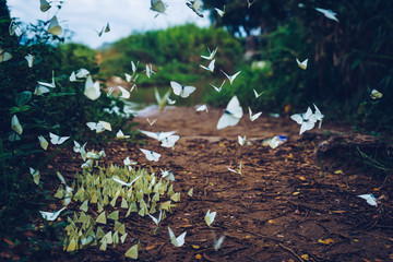 Schwarm weißer Schmetterlinge © Ivan