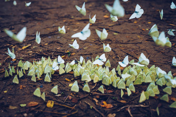 Schwarm weißer Schmetterlinge