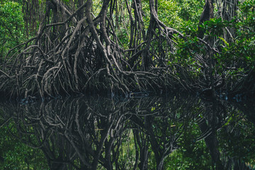 Fototapeta premium Spiegelungen im düsteren Mangrovenwald